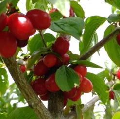 Großfrüchtige Kornelkirsche `Jolico´ Cornus Mas `Jolico´ -Pflanzenhof Geschaft Kornelkirsche jolico