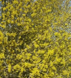 Großfrüchtige Kornelkirsche `Schönbrunner Gourmet Dirndl´ Cornus Mas `Schönbrunner Gourmetdirndl´ -Pflanzenhof Geschaft Kornelkirschen