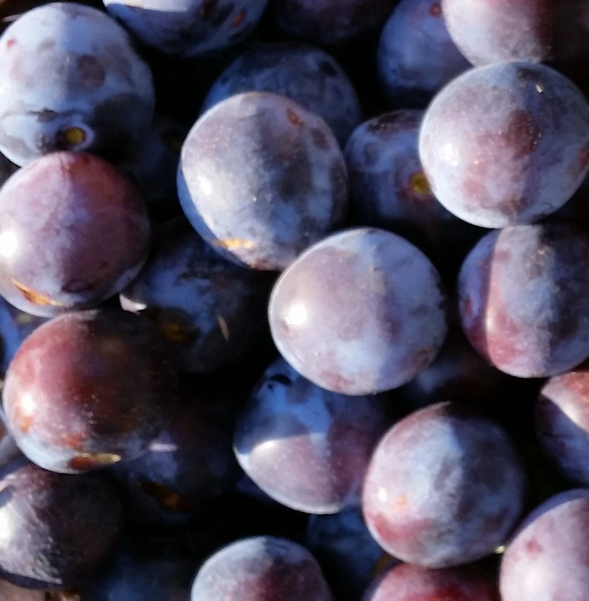 Artländer Zuckerpflaume Prunus Domestica `Artländer Zuckerpflaume´ 1 Artländer Zuckerpflaume Prunus Domestica `Artländer Zuckerpflaume´