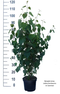 Lebkuchenbaum / Katsurabaum Cercidiphyllum Japonicum -Pflanzenhof Geschaft Lebkuchenbaum weiss