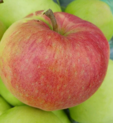 Ligol Malus Domestica `Ligol´ 2 Ligol Malus Domestica `Ligol´ – Bild 2