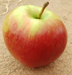 Ligol Malus Domestica `Ligol´