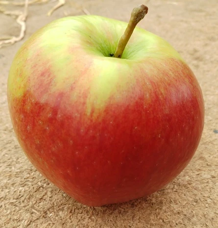 Ligol Malus Domestica `Ligol´ 1 Ligol Malus Domestica `Ligol´