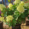 Rispenhortensie `Little Lime®´ Hydrangea Paniculata `Little Lime´