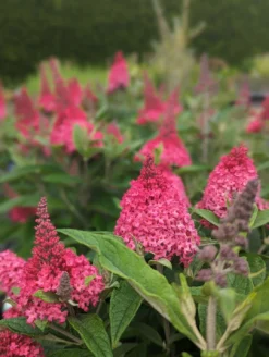 Schmetterlingsflieder Butterfly Candy® (versch. Farben) Buddleja Davidii -Pflanzenhof Geschaft Little Ruby