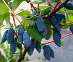 Honigbeere / Maibeere `Aurora´ Lonicera Caerulea `Aurora´