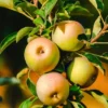 Säulenapfel `Lopini´® Malus Domestica `Lopini´®