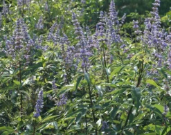 Mönchspfeffer Vitex Agnus Castus -Pflanzenhof Geschaft M nchpfeffer 3