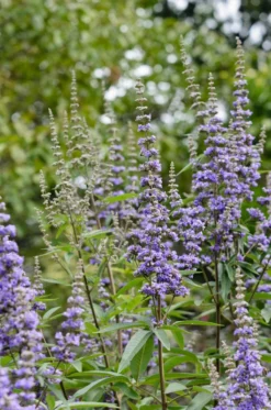 Mönchspfeffer Vitex Agnus Castus -Pflanzenhof Geschaft M nchspfeffer