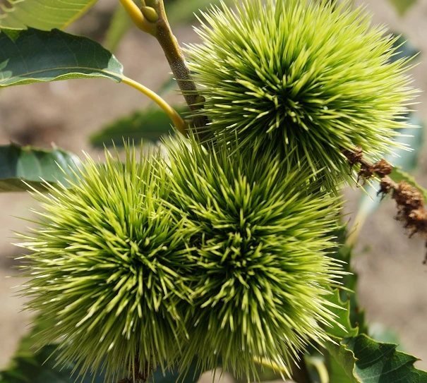 Esskastanie `Maraval´ Castanea Sativa `Maraval´ 3 Esskastanie `Maraval´ Castanea Sativa `Maraval´ – Bild 3