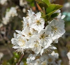 Zwergsauerkirsche Morellini Prunus Cerasus `Morellini´ -Pflanzenhof Geschaft Morellini Bl te 1