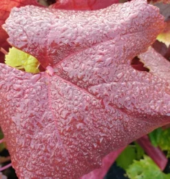 Blauer Muskateller Vitis `Blauer Muskateller´ -Pflanzenhof Geschaft Muskateller herbstf rbung