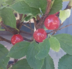 Nankingkirsche `Orient´ Prunus Tomentosa Orient -Pflanzenhof Geschaft Nankingkirsche Frucht