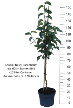 Benita®, Kreuzung Aus Birne Und Nashi Pyrus Pyrifolia `Benita´ -Pflanzenhof Geschaft Nashi Buschbaum weisshw6ycKYy0Hm9H