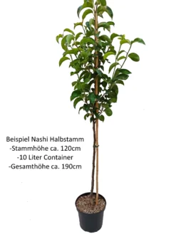 Nashi Nijiseiki Pyrus Pyrifolia `Nijiseiki´ -Pflanzenhof Geschaft Nashi Halbstamm1