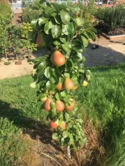 Säulenbirne `Obelisk®´ Pyrus Communis `Obelisk®´ -Pflanzenhof Geschaft Obeslisk2