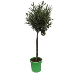 Olivenbaum - Stämmchen Olea Europaea -Pflanzenhof Geschaft Olivenbaum 1