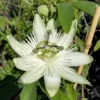 Passionsblume `Snow Queen´ Passiflora `Snow Queen´