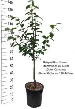 Haganta (S) Prunus Domestica `Haganta´ -Pflanzenhof Geschaft Pflaume Buschbaum Beispiel Neu WeisskZpkhz55p8V7a