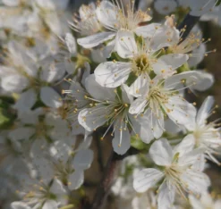 Pflausich Prunus Domestica `Pflausich´ -Pflanzenhof Geschaft Pflausich Bl te1