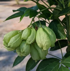 Rispen-Pimpernuss Staphylea Pinnata -Pflanzenhof Geschaft Pimpernuss Frucht1
