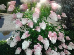 Rispenhortensie `Vanille-Fraise´ Hydrangea Paniculata `Vanille Fraise´ -Pflanzenhof Geschaft Pinky Winkie Hortensie5936a36f54caf