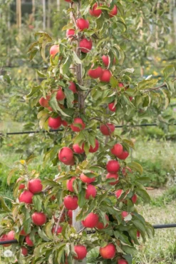 Pinova ® Malus Domestica -Pflanzenhof Geschaft Pinova am Baum