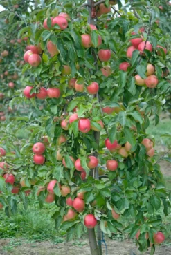 Pinova ® Malus Domestica -Pflanzenhof Geschaft Pinova3