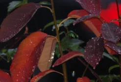 Prince William-Großfruchtige Felsenbirne Amelanchier `Prince William´ -Pflanzenhof Geschaft Prince William Kordes Jungpflanzen1