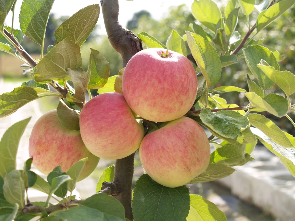 Piros ® Malus Domestica `Piros®´ 2 Piros ® Malus Domestica `Piros®´ – Bild 2