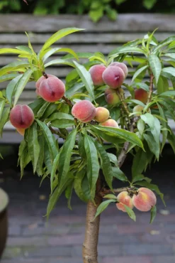 Zwergpfirsich `Bonanza´ Prunus Persica