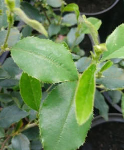 Chinesische Quitte / Holzquitte Pseudocydonia Sinensis 9 Chinesische Quitte / Holzquitte Pseudocydonia Sinensis -Pflanzenhof Geschaft Pseudonya sinensis chinesische Quitte