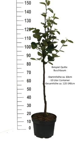 Cydora Robusta Cydonia Oblonga `Cydora Robusta´ -Pflanzenhof Geschaft Quitte Beispiel buschbaum weissjkFpXeMpz2mA0