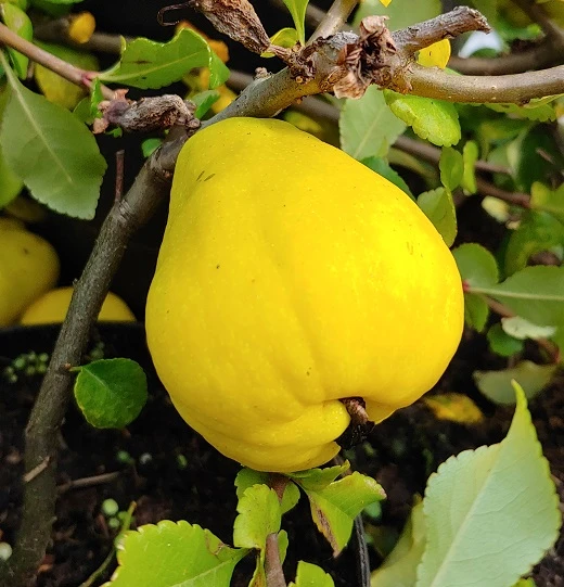 Chinesische Quitte / Holzquitte Pseudocydonia Sinensis 3 Chinesische Quitte / Holzquitte Pseudocydonia Sinensis – Bild 3