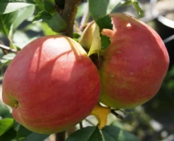 Rebella ® Malus Domestica -Pflanzenhof Geschaft RebellaJzAGDJsc1LAKH