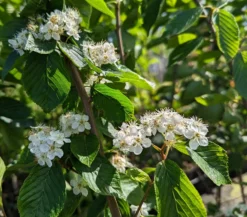 Erlenblättrige Eberesche `Red Bird´ Sorbus Alnifolia `Red Bird´ -Pflanzenhof Geschaft Red Bird 1