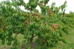 Pfirsich Red Haven Prunus Persica `Red Haven´ -Pflanzenhof Geschaft Red HAven Baum