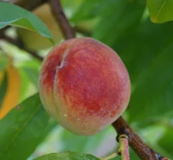 Pfirsich Red Haven Prunus Persica `Red Haven´ -Pflanzenhof Geschaft Red Haven