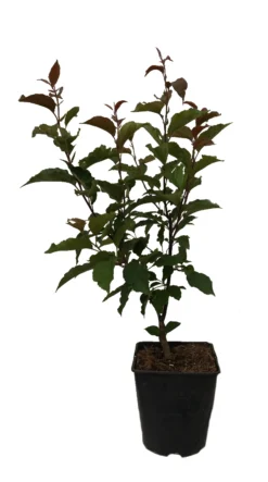 Säulenzierapfel "Red Obelisk" Malus `Red Obelisk´ -Pflanzenhof Geschaft Red Obelisk12