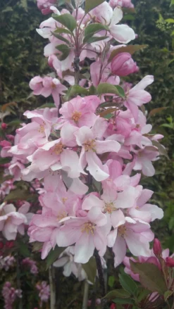 Säulenzierapfel "Red Obelisk" Malus `Red Obelisk´ -Pflanzenhof Geschaft Red Obelisk5728ab6c725bc scaled