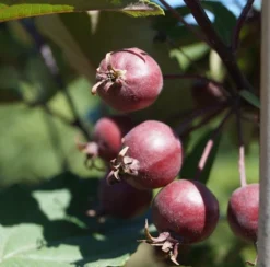 Säulenzierapfel "Red Obelisk" Malus `Red Obelisk´ -Pflanzenhof Geschaft Red Obelisk5b3b7e7a79821