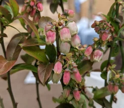 Heidelbeere - Reka Vaccinum Corymbosum `Reka´ 7 Heidelbeere - Reka Vaccinum Corymbosum `Reka´ -Pflanzenhof Geschaft Reka Bl te