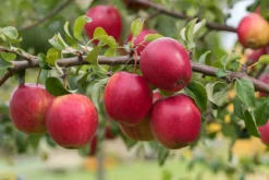 Rewena ® Malus Domestica -Pflanzenhof Geschaft Rewena 2
