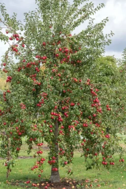 Rewena ® Malus Domestica -Pflanzenhof Geschaft Rewena