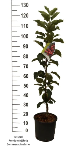 Säulenapfel `Rondo´ Malus Domestica `Rondo´ -Pflanzenhof Geschaft Rondo einj hrig weiss