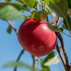 Rosette® Malus Domestica 11 Rosette® Malus Domestica -Pflanzenhof Geschaft Rosette 2