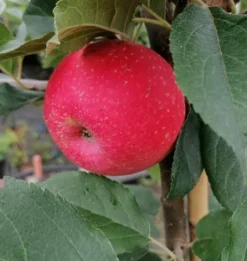 Rosette® Malus Domestica 9 Rosette® Malus Domestica -Pflanzenhof Geschaft Rosette2