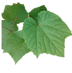 Rostrote Weinrebe / Scharlachwein Vitis Coignetiae