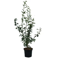 Rotdorn `Pauls Scarlet´ Crataegus Laevigata `Pauls Scarlet´ -Pflanzenhof Geschaft Rotdorn Pauls Scarlet