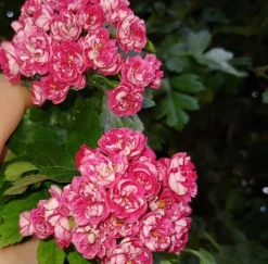 Rotdorn `Pauls Scarlet´ Crataegus Laevigata `Pauls Scarlet´ -Pflanzenhof Geschaft Rotdorn bl te